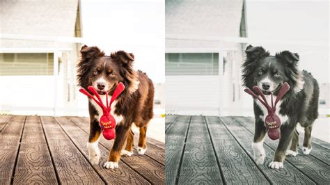 Left Human View Of An Australian Sheppard Carrying A Red Toy Right