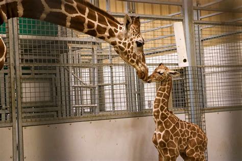 Baby Giraffe Born At Omahas Henry Doorly Zoo Daily Paws