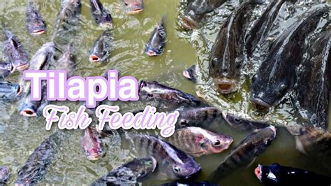 Tilapia Fish Feeding Amazing Experience Doremifa Tv Youtube