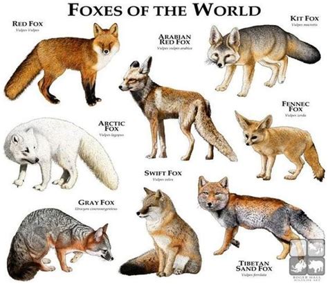 Foxes Of The World Animals Animals Wild