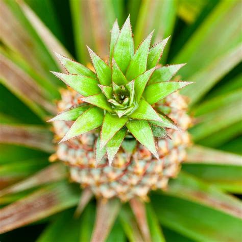 Baby Pineapple Stock Image Image Of Bush Natural Asian 30632027