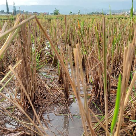 Plantas De Arroz Amarillo En Campos De Arroz Que Se Han Cosechado