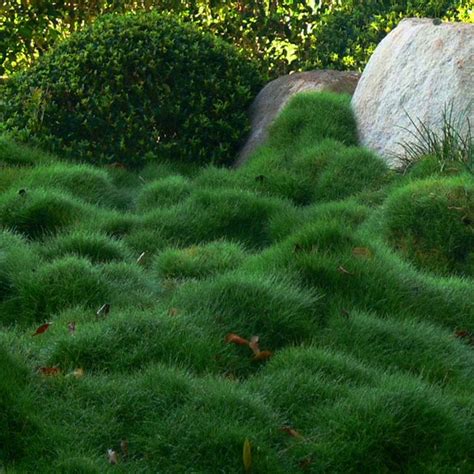Thinking Outside The Boxwood Korean Velvet Grass Outdoor Spaces No