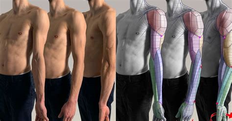Anatomy For Sculptors Has Released A Series Of Images That Show How To