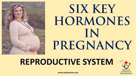 Pin On Pregnancy Hormones