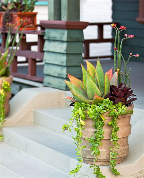 Creative Containers For Succulents Succulents In Containers