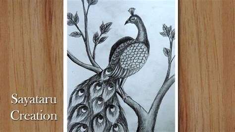 How To Draw A Peacock Step By Step With Pencil Pencil Drawing For