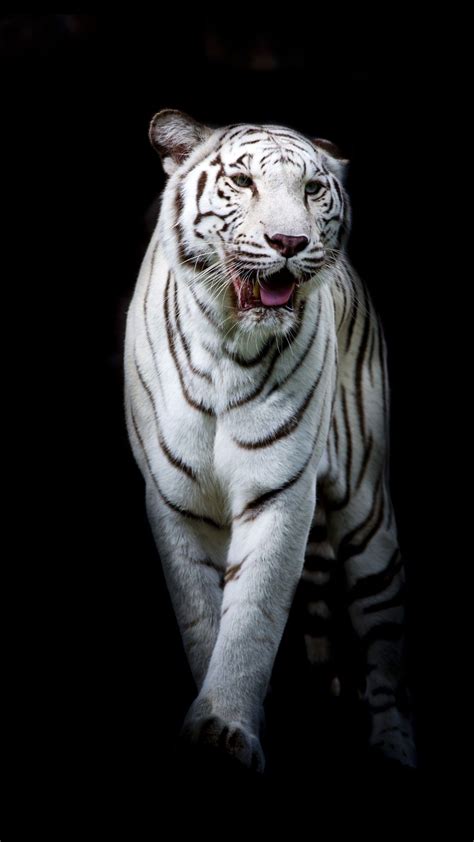 Pin By George Beredjiklian On Nature In 2020 Big Cats Tiger Walking