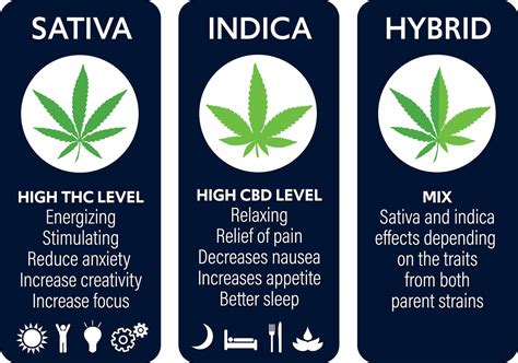 Guide To Hybrid Cannabis Part 2 Og Medicinals