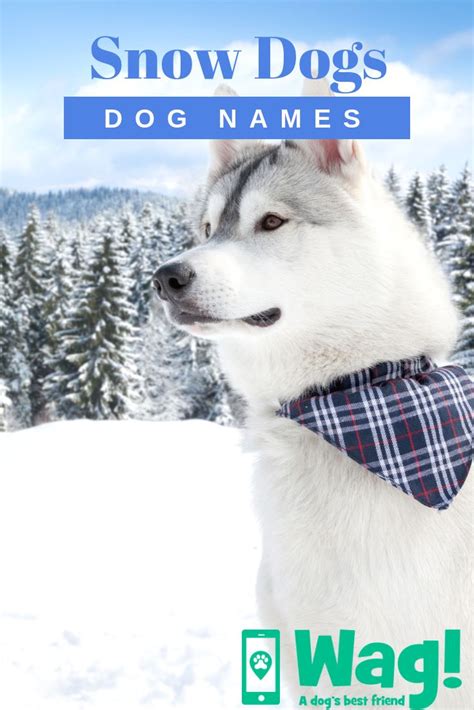 Snow Dogs Inspired Dog Names Popular Male And Female Names Wag