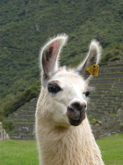 Free Images Portrait Pasture Fauna Machu Picchu Peru Llama