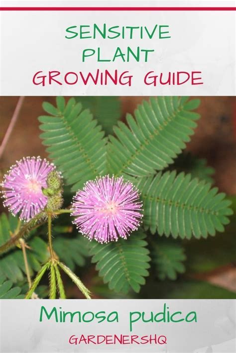 How To Grow Mimosa Sensitive Plant Pudica In The Garden