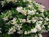 Fragrant White Flower Bush Pictures