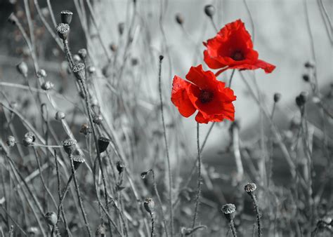 Mind Blowing Examples Of Selective Color Photography Blog