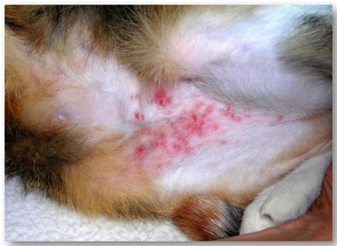 Flea Allergic Dermatitis In A Cat Download Scientific Diagram