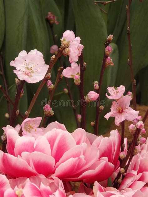 Pink Spring Flowers Stock Image Image Of Tree Blossom 208851179