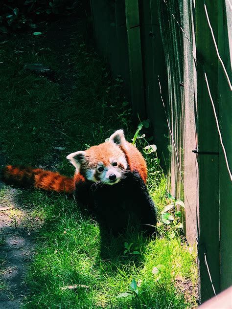 Red Panda At The Central Park Zoo Raww