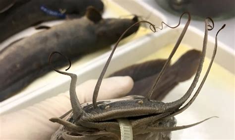 Five Facts Walking Catfish In Florida Florida Museum Science