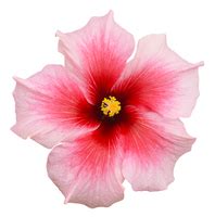 The town encompasses four villages. Flower Dictionary With Pictures - Flower