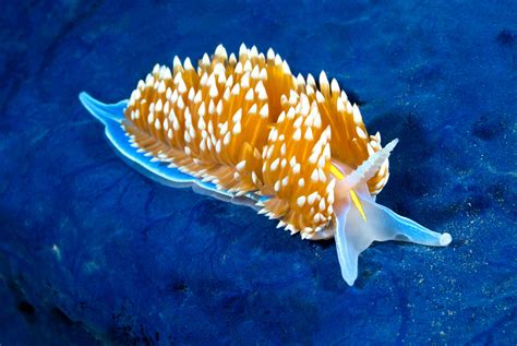 Nudibranchs Armed And Fabulous Hakai Magazine