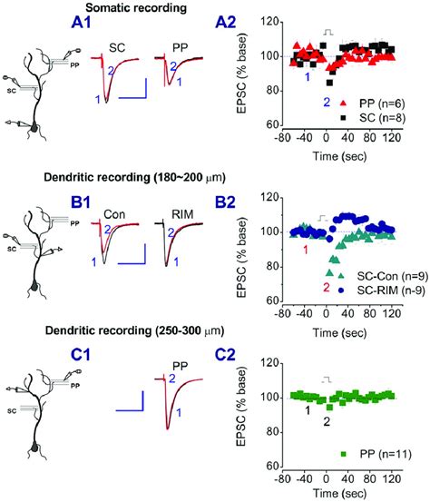 Depolarization Induced Suppression Of Excitation Dse Is Present At