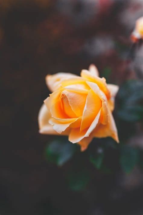 500 Flower Pictures Hd Download Free Images On Unsplash Rose