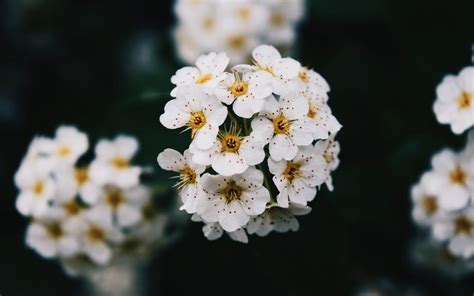 White Flower Ultra Hd Wallpapers Wallpaper Cave