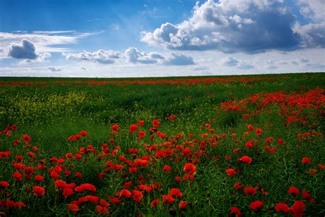 Summer Fields Sky Poppies Many Clouds Grass Nature Flowers