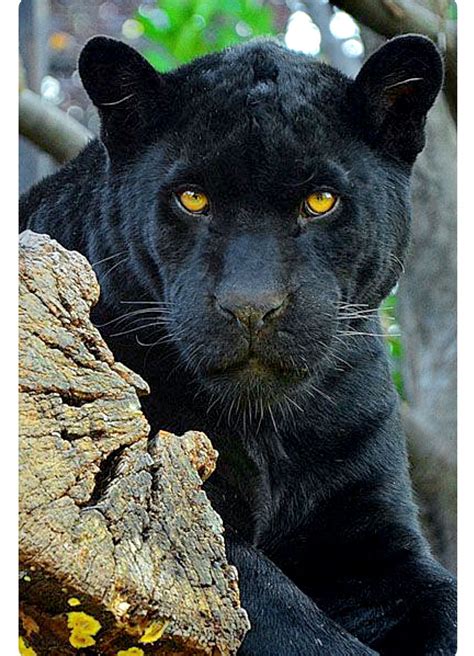 Black Panther Watching With Golden Eyes These Big Cats Are The