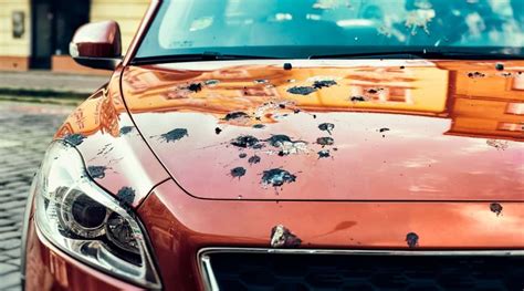 Bird Poop On Cars Why It Happens And How To Get It Off 6 Methods