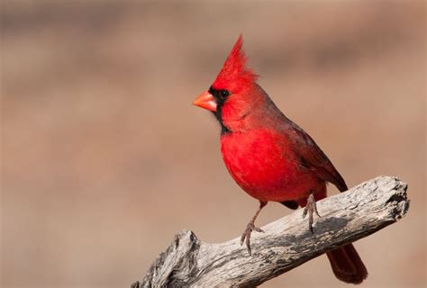 17 Most Common Types Of Birds In Pennsylvania With Photos Bird Nature