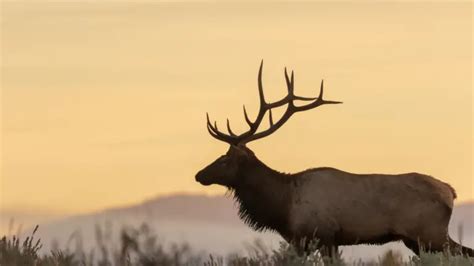 Can You Hunt Elk With A 270 The Body Training