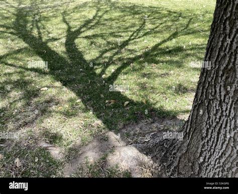 Casting Tree Hi Res Stock Photography And Images Alamy