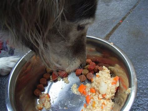 We provide you with healthy homemade dog food recipes and information necessary to make sound nutritional choices. 1000+ images about Diabetic Dog Recipes on Pinterest ...
