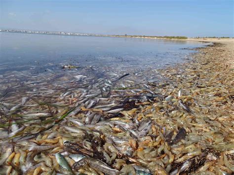 El Mar Menor Dice Basta Muerte Masiva De La Fauna Del Mar Menor ANSE