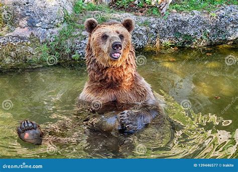 Funny Brown Bear Stock Image Image Of Relaxing Mouth 139446577