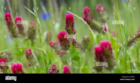 Garden Red Clover Lawn Hi Res Stock Photography And Images Alamy