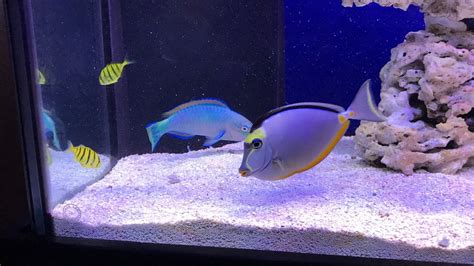 Need Help Picking A Show Fish Page 2 Reef2reef Saltwater And