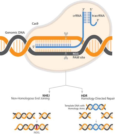 Genome Editing Of Human Primary T Cells Using Crispr Cas Stemcell