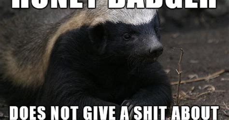 Honey Badger Meme On Imgur