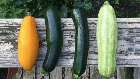 What Is The Difference Between Summer And Winter Squash