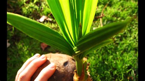 Growing Coconut Palms From Coconuts Update 4 Youtube