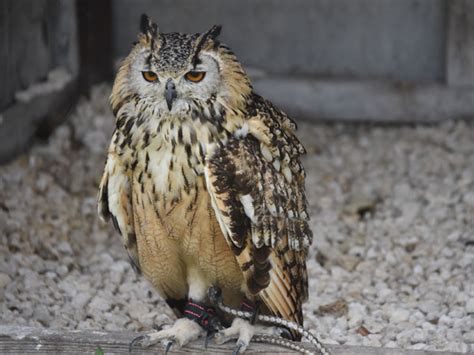 Bubo Bubo Bengalensis Indian Eagle Owl In Malta Falconry Centre