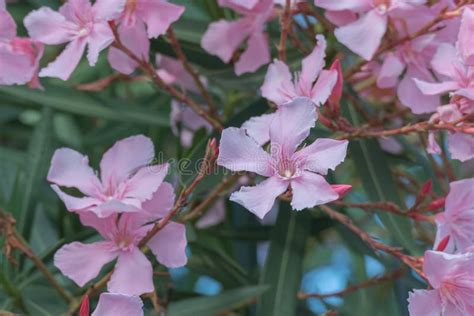 Pink Nerium Oleander Flower Blooming On Plant Outdoors Stock Image