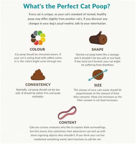 Cat Poop What Do Colour Consistency And Smell Tell You
