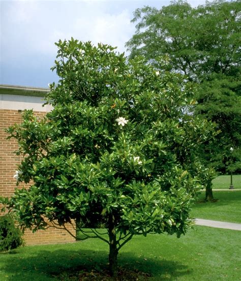 Magnolia Grandiflora Southern Magnolia Siteone