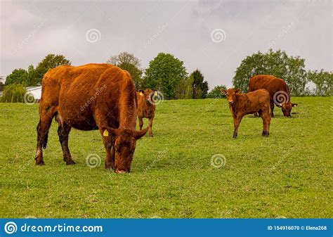A Little Hed Of Brown Cows And Calves Graze In A Green Meadow Stock