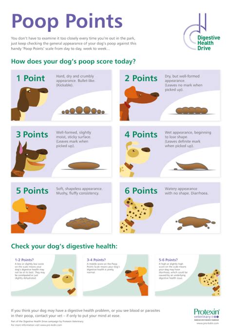 Healthy Dog Poop Chart Petfinder