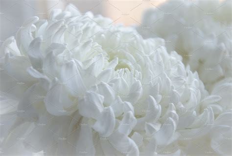White Chrysanthemum Flower Nature Photos Creative Market