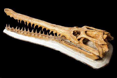 Crocodile Skull Fossil Photograph By Pascal Goetgheluckscience Photo